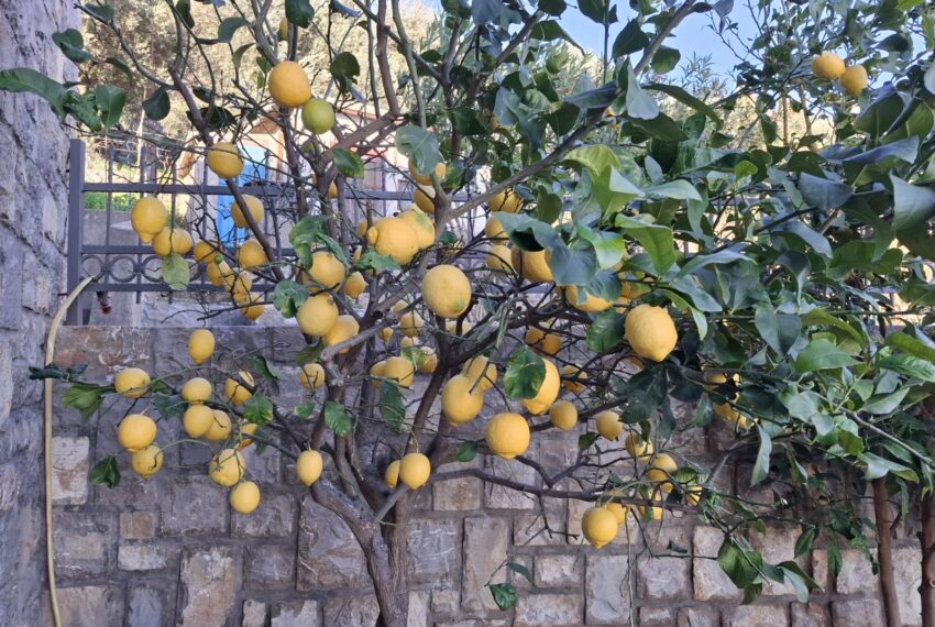 89dd4ba7-265a-443a-85ed-8c712df6c480